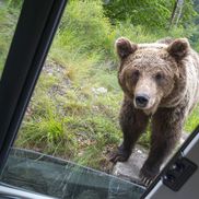 Problema urșilor a devenit una de interes public în România / Sursă foto: Imago Images