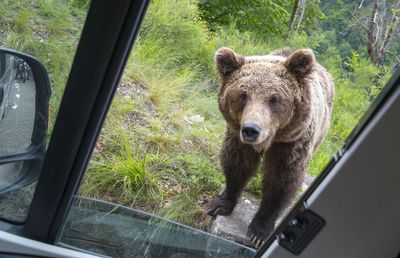 Fostul arbitru din Liga 1, președintele Asociației Vânătorilor, se pronunță pe subiectul urșilor agresivi: „Toți am țipat că situația va degenera, n-a auzit nimeni! Să nu mai omorâm nimic, nu?”