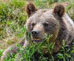 Problema urșilor a devenit una de interes public în România / Sursă foto: Imago Images