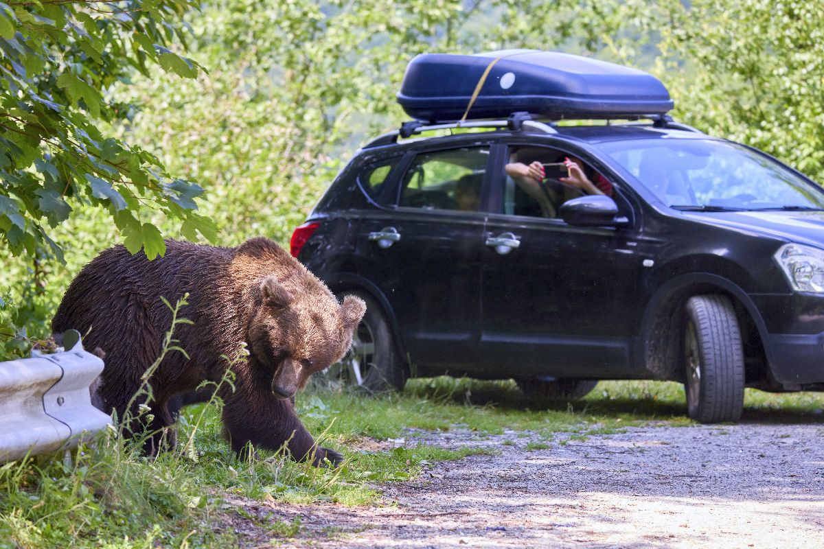 Problema urșilor, pe ordinea de zi în România » Imagini surprinse pe teritoriul țării noastre