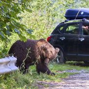 Problema urșilor a devenit una de interes public în România / Sursă foto: Imago Images