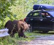 Problema urșilor a devenit una de interes public în România / Sursă foto: Imago Images