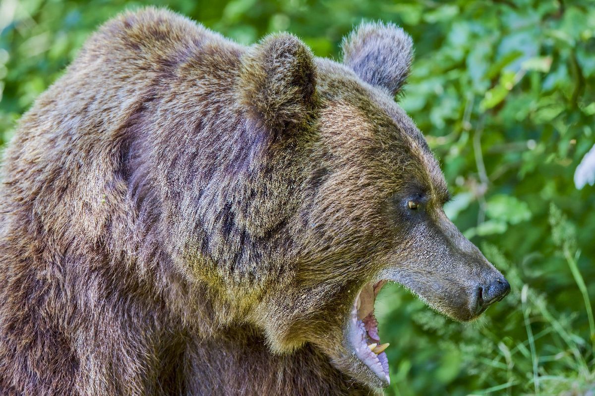 Pericolul de pe Transfăgărășan e ignorat de șoferi » GSP publică apelul unui expert în cazul motociclistului ucis de urs: „Oamenii fac un lucru profund dăunător” + „Nu există voință politică!”