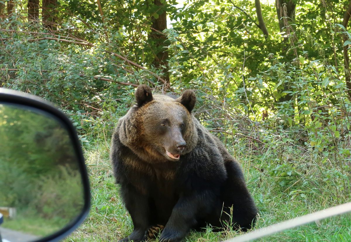 Pericolul de pe Transfăgărășan e ignorat de șoferi » GSP publică apelul unui expert în cazul motociclistului ucis de urs: „Oamenii fac un lucru profund dăunător” + „Nu există voință politică!”