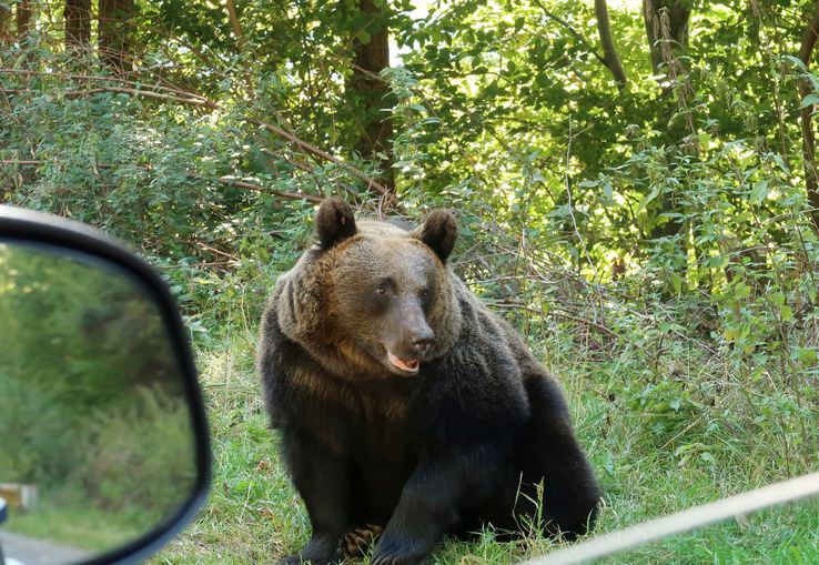 Problema urșilor a devenit una de interes public în România / Sursă foto: Imago Images