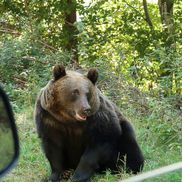 Problema urșilor a devenit una de interes public în România / Sursă foto: Imago Images