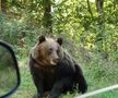 Problema urșilor a devenit una de interes public în România / Sursă foto: Imago Images