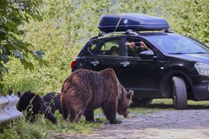 Pericolul de pe Transfăgărășan e ignorat de șoferi » GSP publică apelul unui expert, după cazul motociclistului ucis de urs: „Oamenii fac un lucru profund dăunător” + „Nu există voință politică!”
