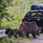 Problema urșilor a devenit una de interes public în România / Sursă foto: Imago Images