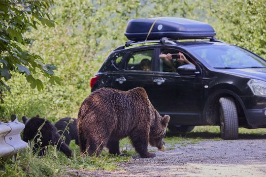 Problema urșilor a devenit una de interes public în România / Sursă foto: Imago Images