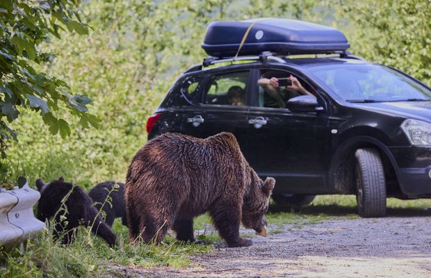 Pericolul de pe Transfăgărășan e ignorat de șoferi » GSP publică apelul unui expert în cazul motociclistului ucis de urs: „Oamenii fac un lucru profund dăunător” + „Nu există voință politică!”