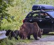 Problema urșilor a devenit una de interes public în România / Sursă foto: Imago Images