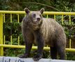 Problema urșilor a devenit una de interes public în România / Sursă foto: Imago Images