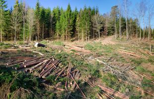 Două austriece au pus mâna pe 10.000 de hectare de pădure și pășune în Parcul Retezat, ca moștenitoare ale unei familii de 500 de ani! Decizie istorică a Tribunalului din România