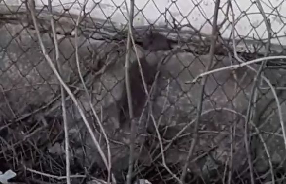 VIDEO Bază sportivă din România, frecventată de copii, invadată de șobolani!