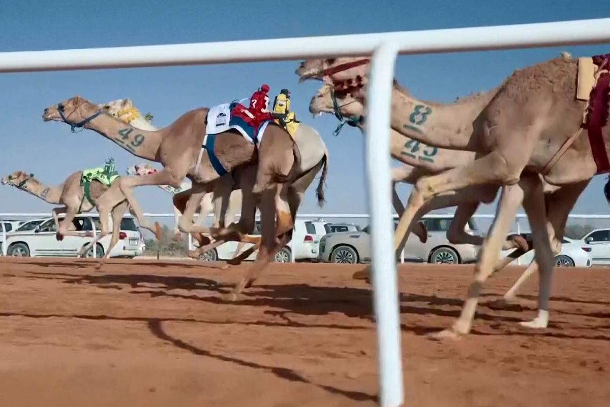 Imagini uluitoare de la cea mai mare cursă de cămile din lume! Animale teleghidate, premiu de 20 de milioane de dolari