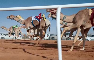 Imagini uluitoare de la cea mai mare cursă de cămile din lume! Animale teleghidate, premiu de 20 de milioane de dolari