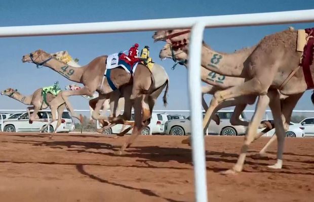 Imagini uluitoare de la cea mai mare cursă de cămile din lume! Animale teleghidate, premiu de 20 de milioane de dolari