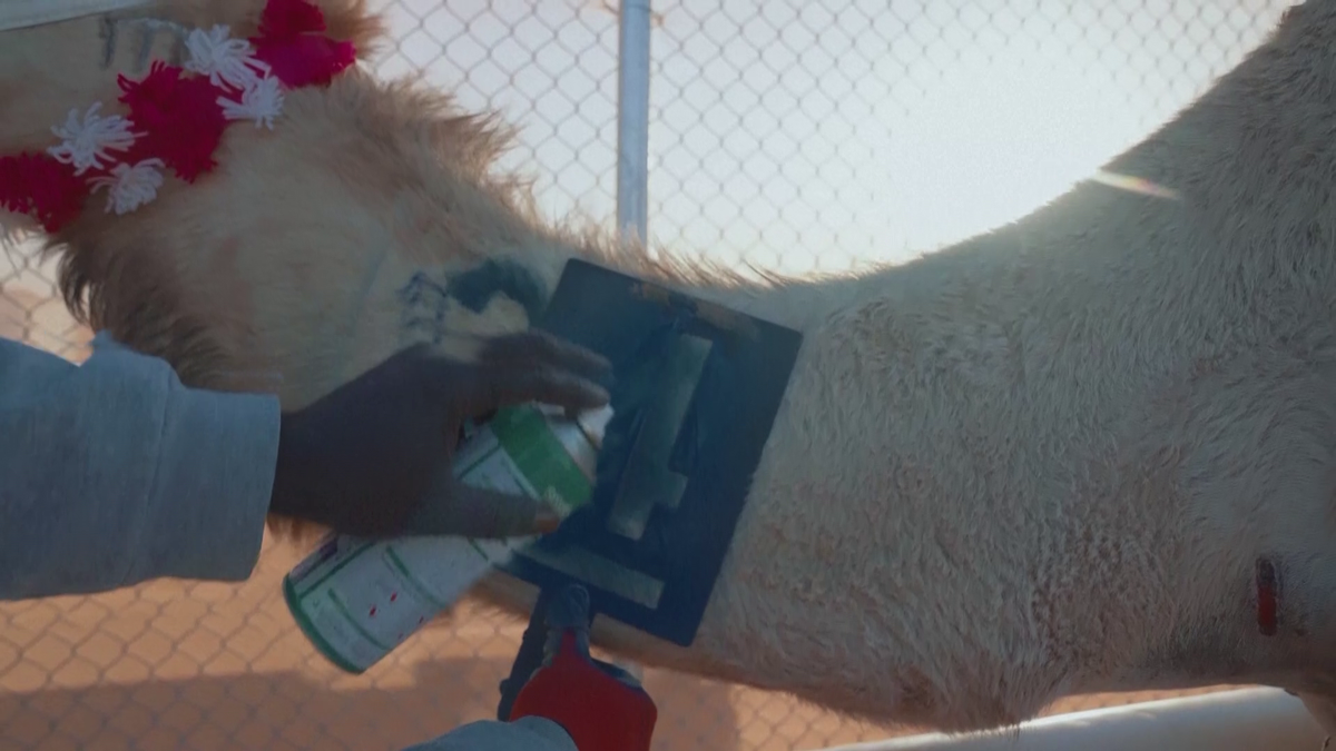 Imagini uluitoare de la cea mai mare cursă de cămile din lume! Animale teleghidate, premiu de 20 de milioane de dolari