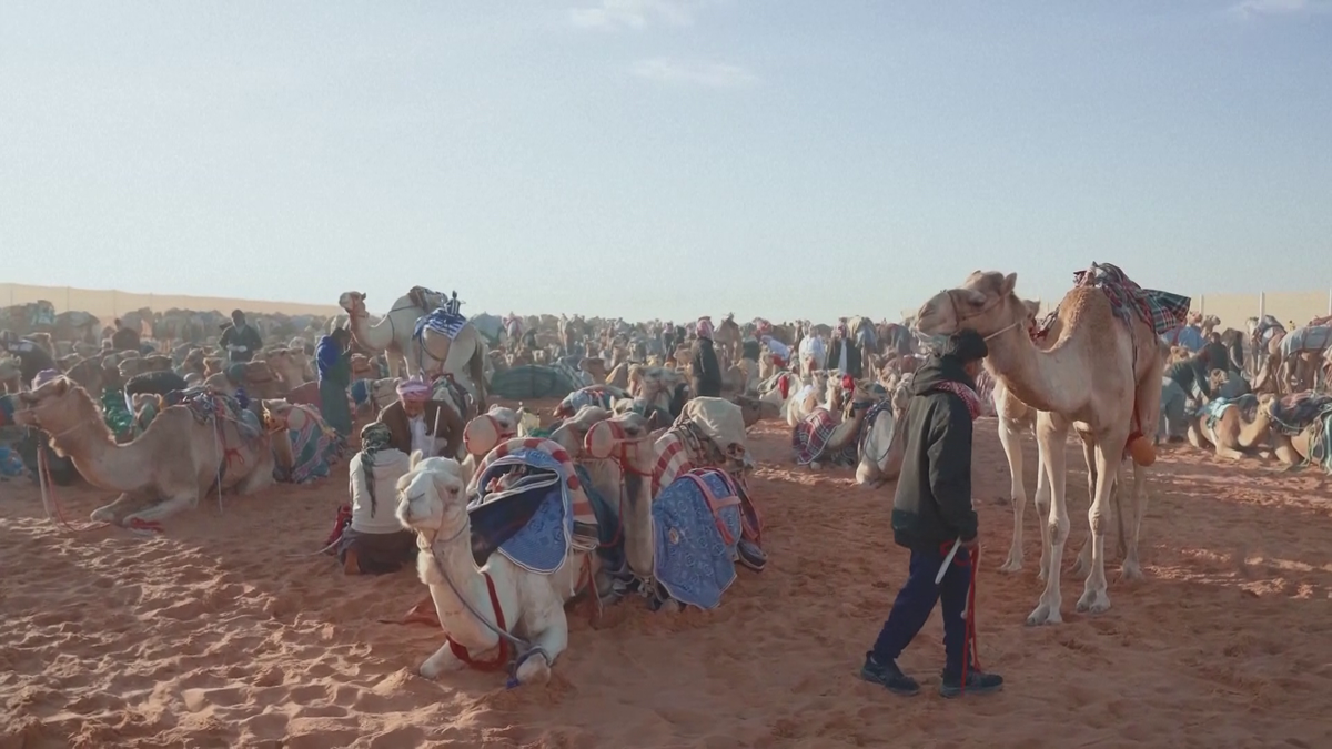 Festivalul cămilelor din Arabia Saudită - ediția 2024