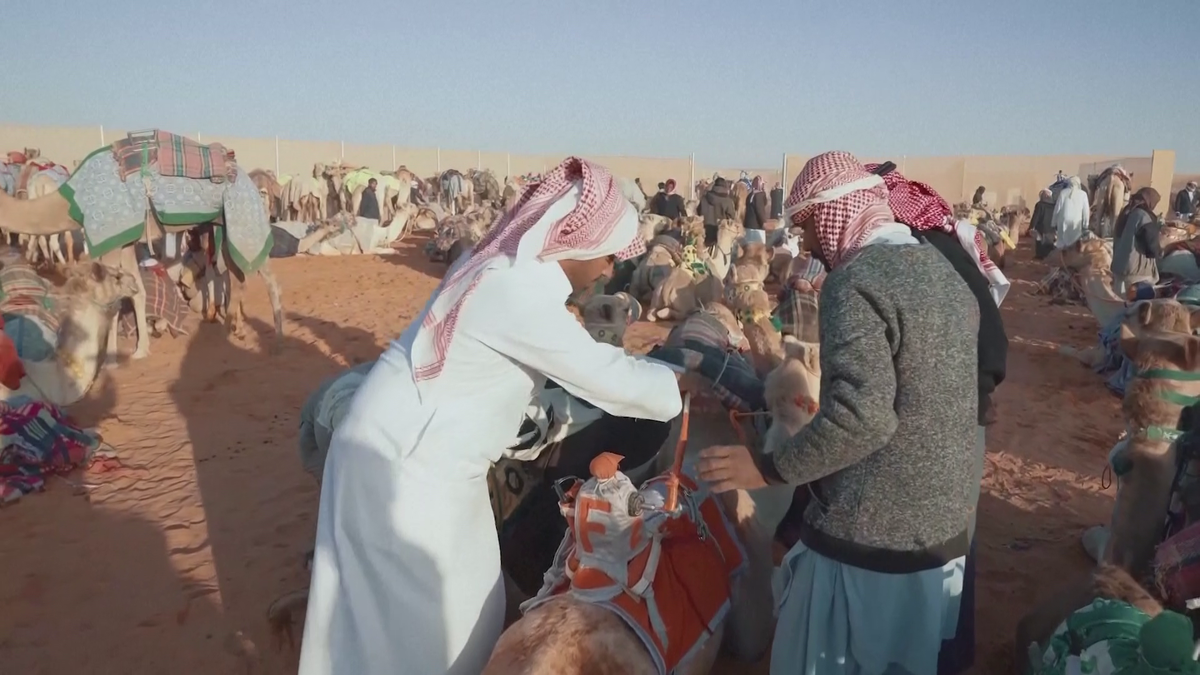 Imagini uluitoare de la cea mai mare cursă de cămile din lume! Animale teleghidate, premiu de 20 de milioane de dolari