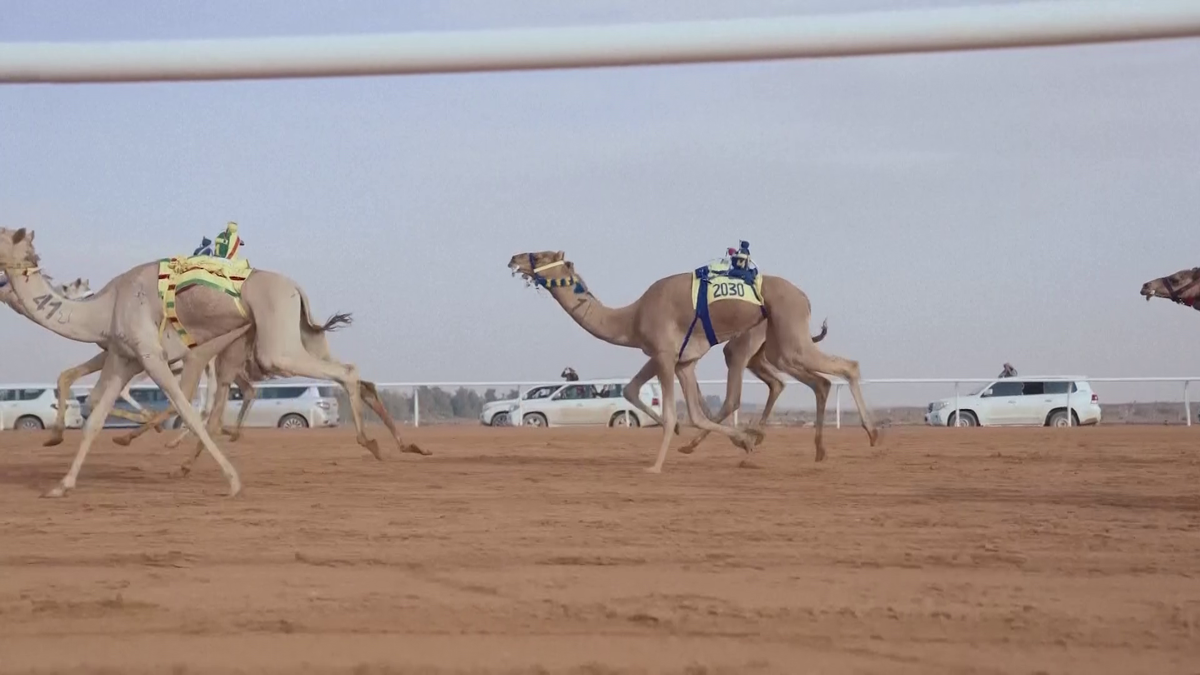 Festivalul cămilelor din Arabia Saudită - ediția 2024