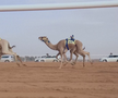 Festivalul cămilelor din Arabia Saudită - ediția 2024
