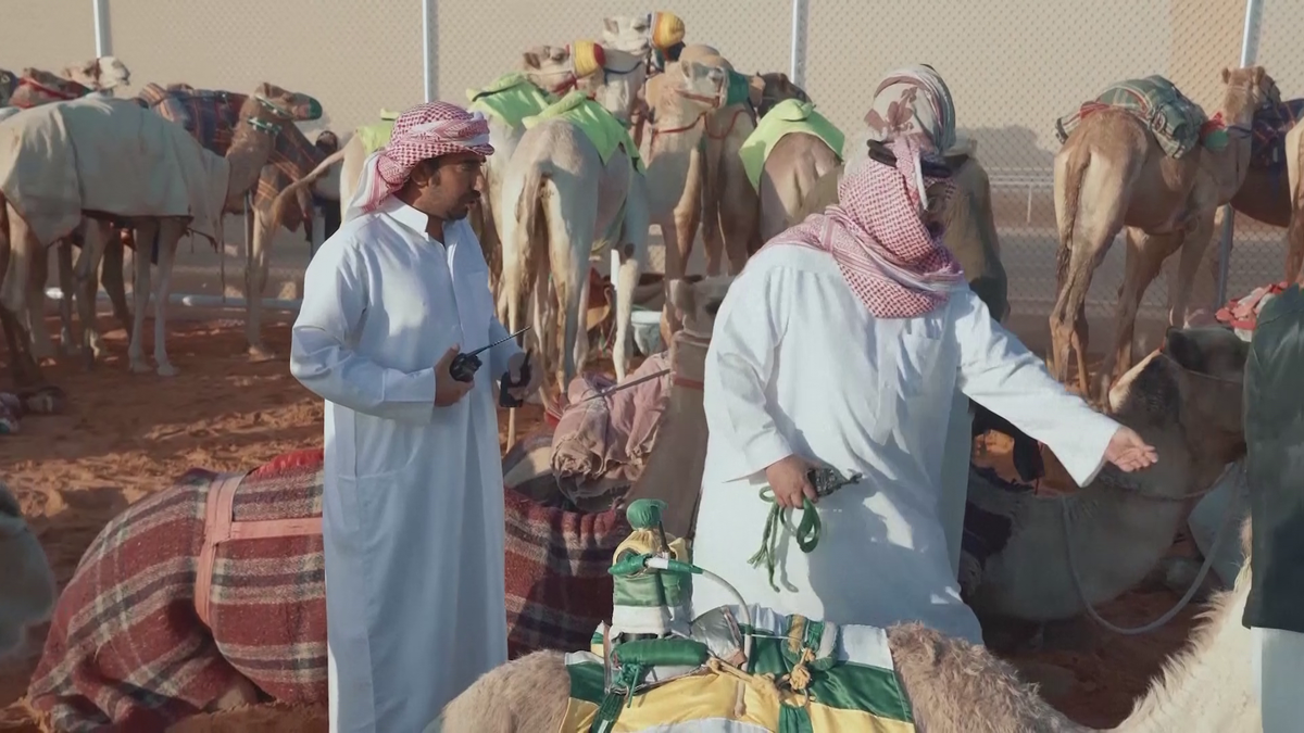 Festivalul cămilelor din Arabia Saudită - ediția 2024