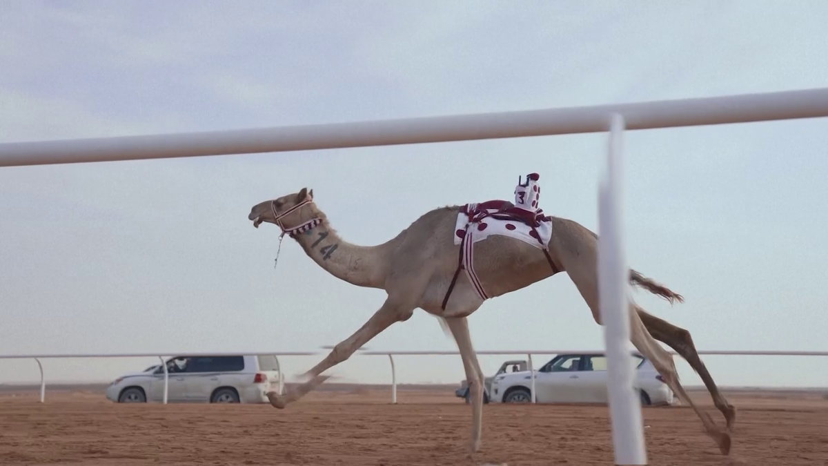 Imagini uluitoare de la cea mai mare cursă de cămile din lume! Animale teleghidate, premiu de 20 de milioane de dolari