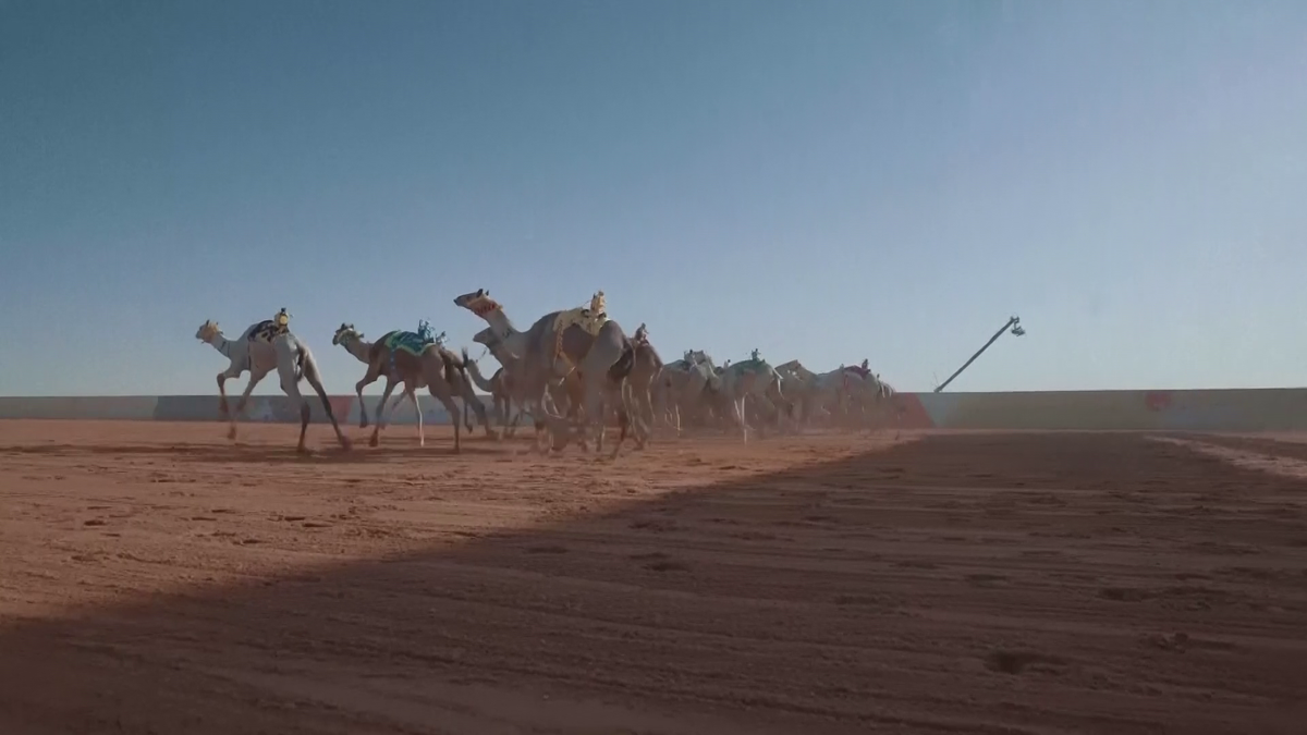 Festivalul cămilelor din Arabia Saudită - ediția 2024