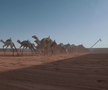 Festivalul cămilelor din Arabia Saudită - ediția 2024