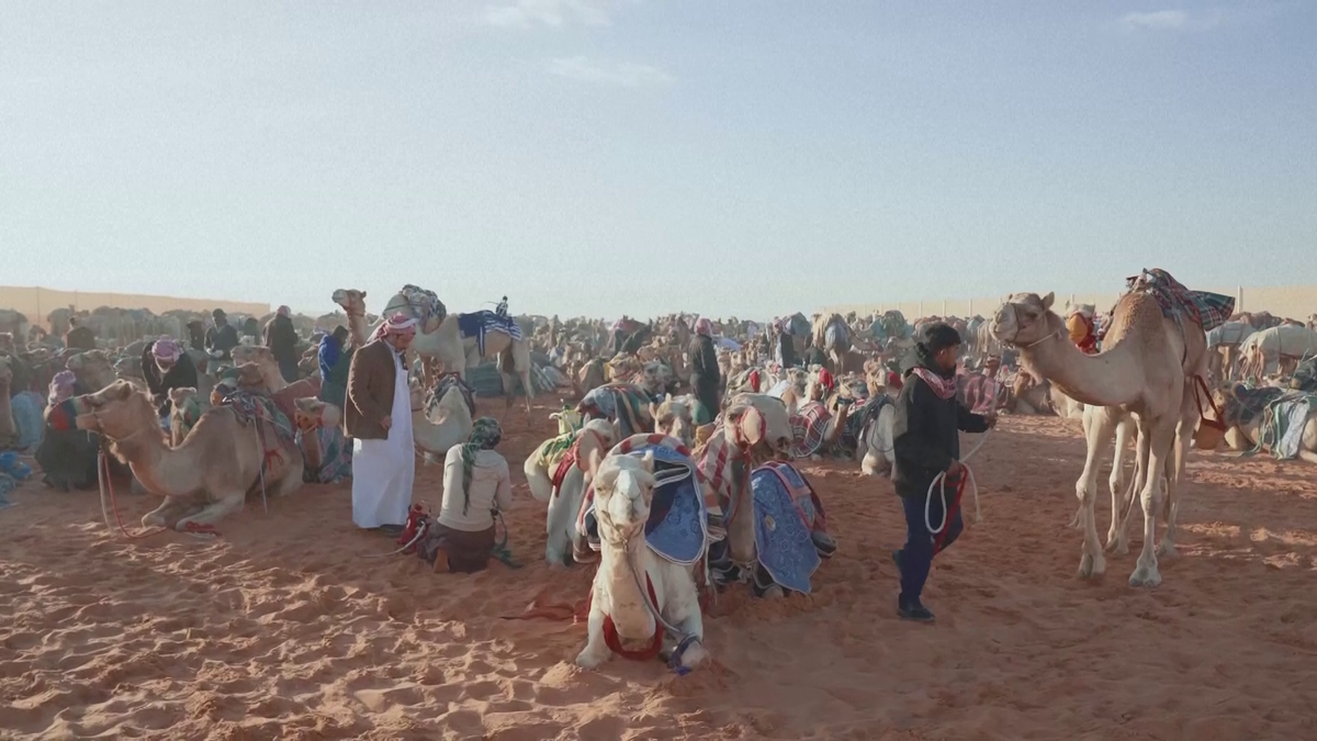 Festivalul cămilelor din Arabia Saudită - ediția 2024