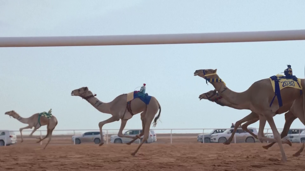 Festivalul cămilelor din Arabia Saudită - ediția 2024