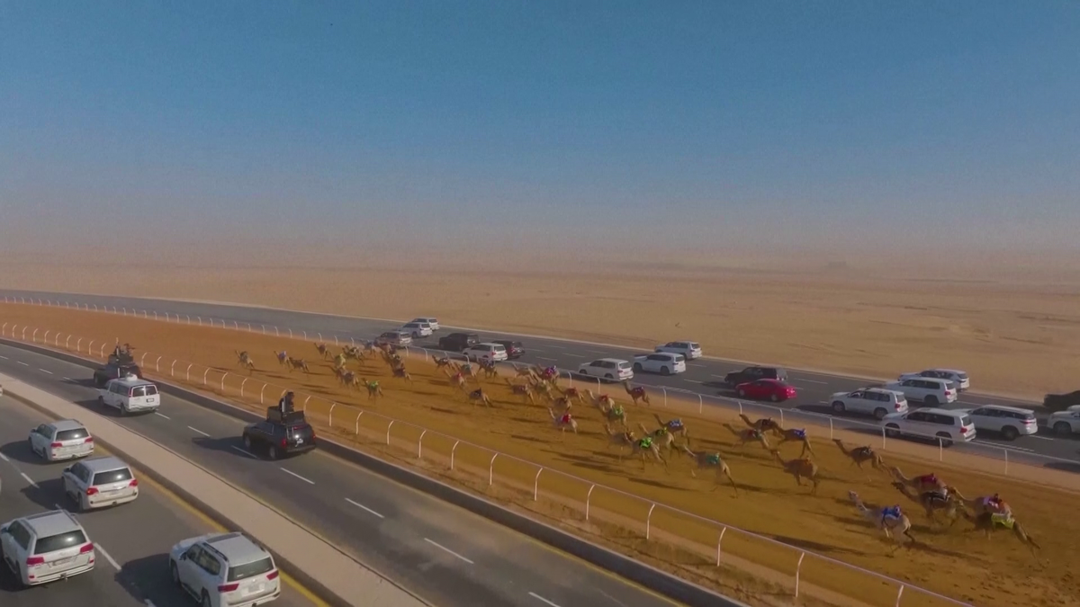 Imagini uluitoare de la cea mai mare cursă de cămile din lume! Animale teleghidate, premiu de 20 de milioane de dolari