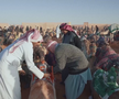 Festivalul cămilelor din Arabia Saudită - ediția 2024