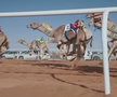 Festivalul cămilelor din Arabia Saudită - ediția 2024