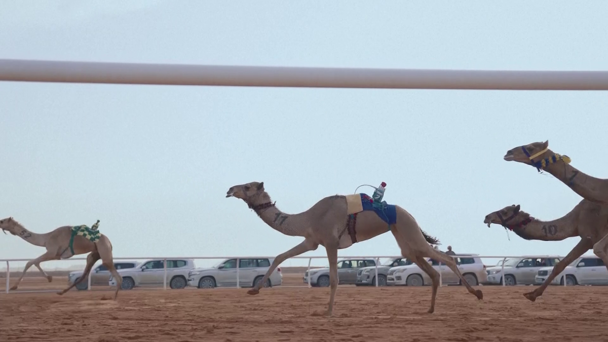 Festivalul cămilelor din Arabia Saudită - ediția 2024
