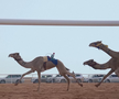 Festivalul cămilelor din Arabia Saudită - ediția 2024