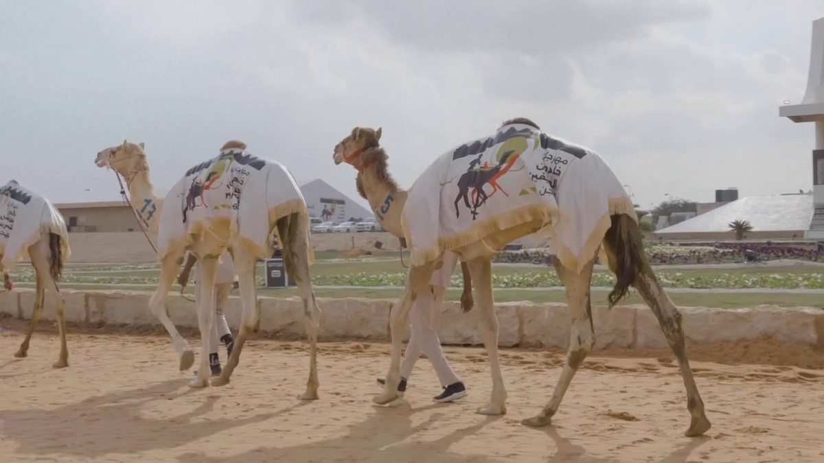 Imagini uluitoare de la cea mai mare cursă de cămile din lume! Animale teleghidate, premiu de 20 de milioane de dolari
