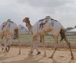 Festivalul cămilelor din Arabia Saudită - ediția 2024