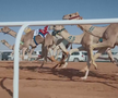 Festivalul cămilelor din Arabia Saudită - ediția 2024