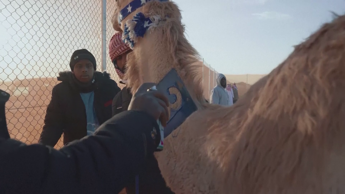 Festivalul cămilelor din Arabia Saudită - ediția 2024