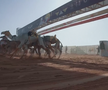 Imagini uluitoare de la cea mai mare cursă de cămile din lume! Animale teleghidate, premiu de 20 de milioane de dolari