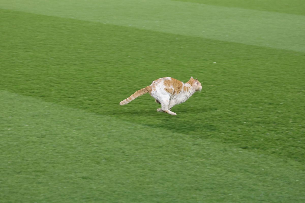 PAOK - FCSB » Delegația roș-albaștrilor, în frunte cu Mihai Stoica, în inspecție pe „Toumba”