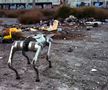 Câinii-robot K9-X vor face legea la Campionatul Mondial: au costat 145.000 $