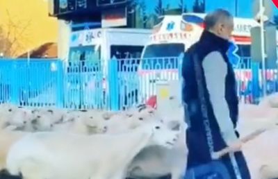 VIDEO Hop, a venit Becali! :D » Patronul FCSB și-a dirijat din nou oile pe străzile din nordul Bucureștiului