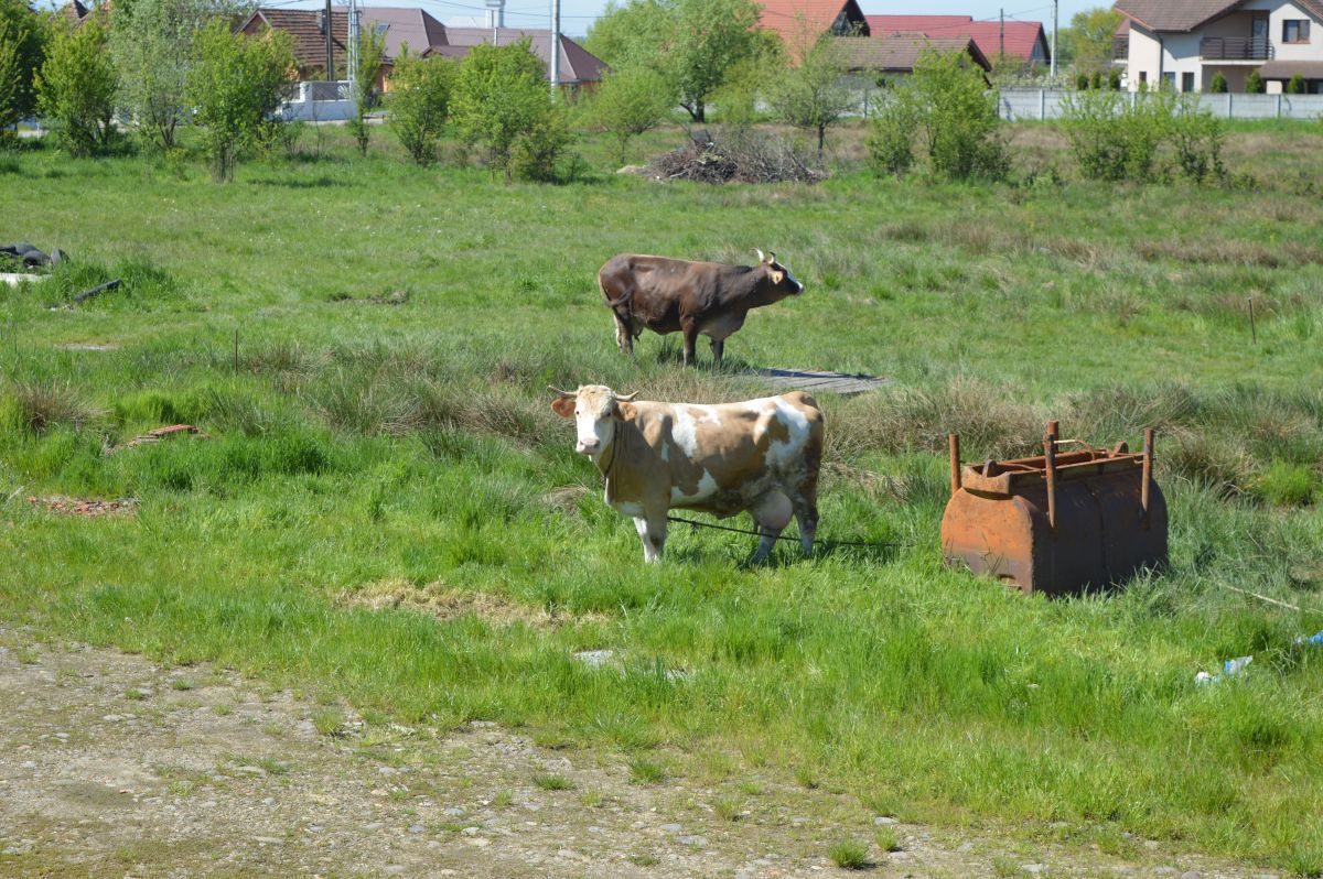 Aici e „zona crepusculară” a diviziei secunde » Cum a ajuns Comuna Recea „sperietoarea” cluburilor din Liga 2