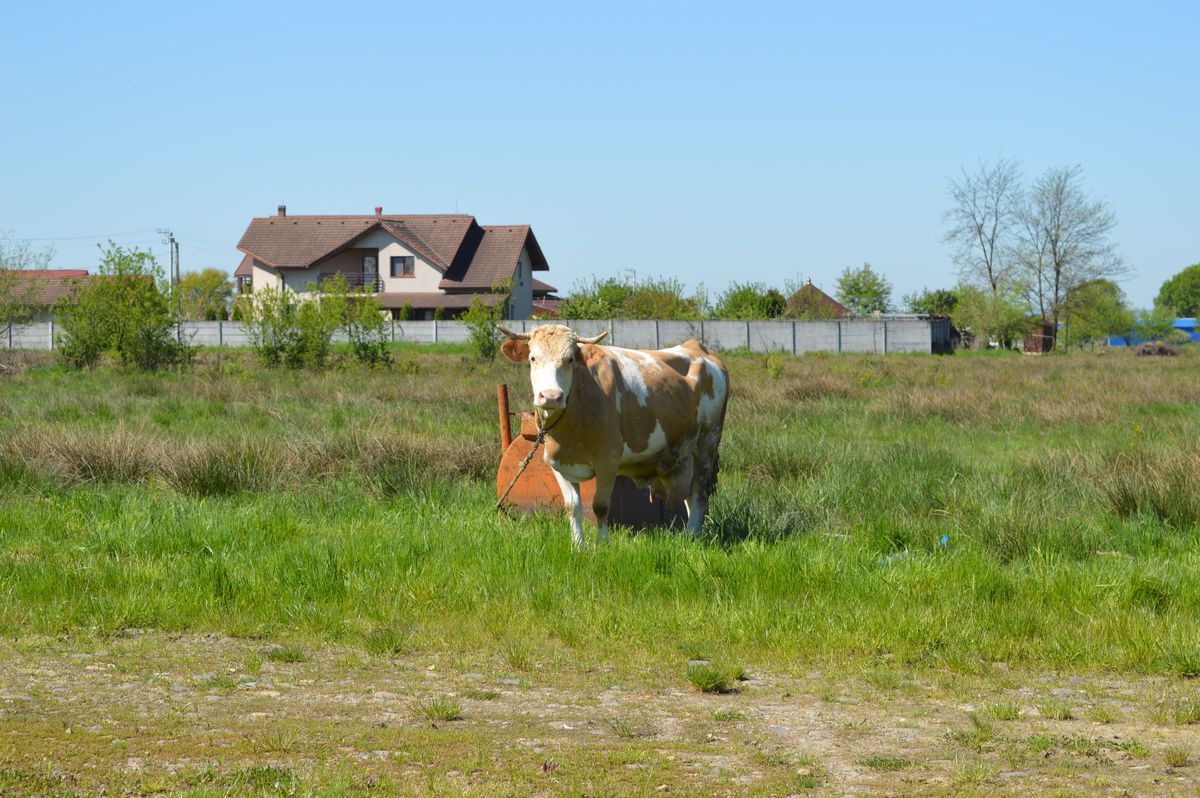 Aici e „zona crepusculară” a diviziei secunde » Cum a ajuns Comuna Recea „sperietoarea” cluburilor din Liga 2