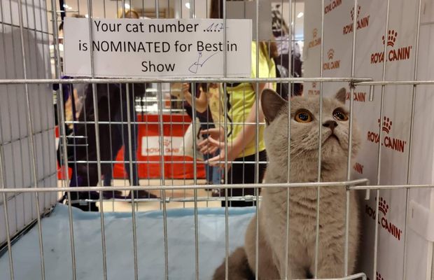 "Breeding" sau ce înseamnă să fii crescător