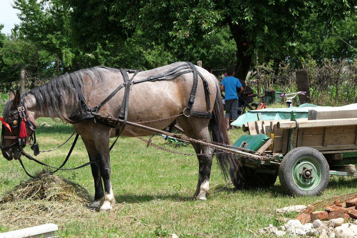 Arizona versus bătrânul Tarcisius » Primarul de 64 de ani a fost titular și echipa lui a luat 7 goluri cu mingile recuperate cu minciogul din canal!